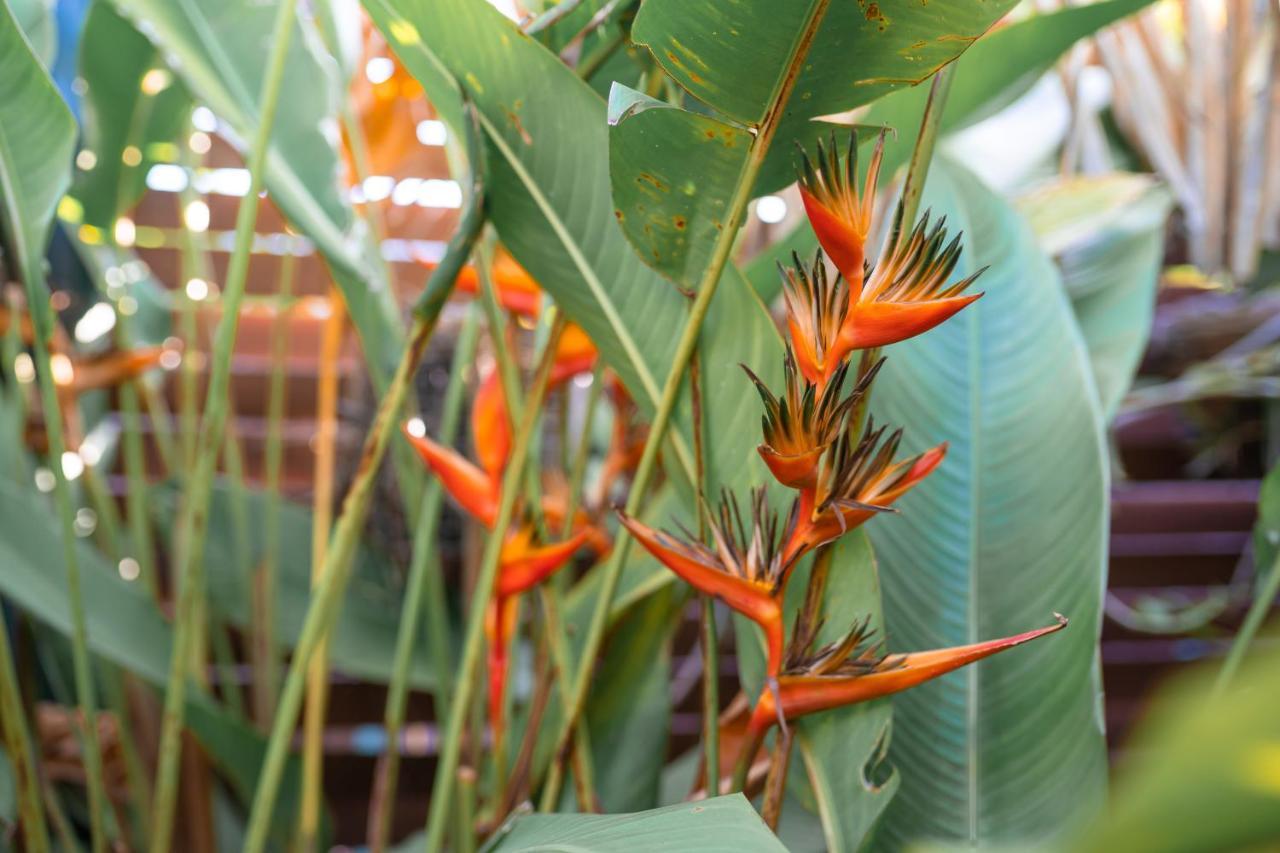 Douceur Tropicale Proximite Plage Et Commerces Punaauia Kültér fotó